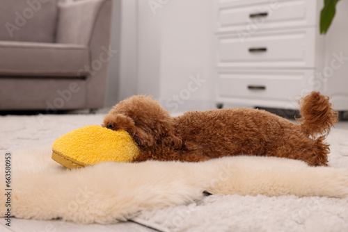 Cute Maltipoo dog gnawing yellow slipper at home, space for text. Lovely pet