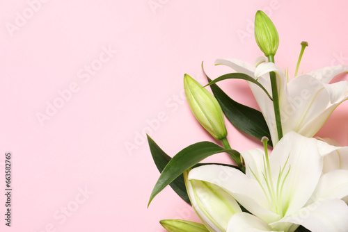 Fototapeta Naklejka Na Ścianę i Meble -  Beautiful white lily flowers on pink background, flat lay. Space for text