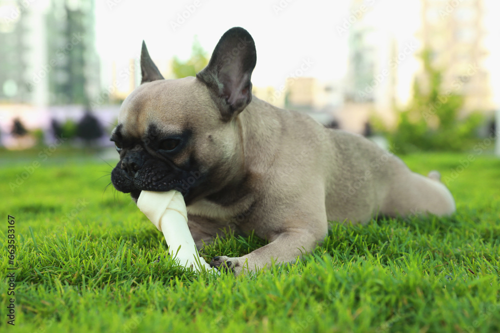 Cute French bulldog gnawing bone treat on grass outdoors. Lovely pet