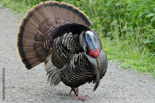 Wild Turkey (Meleagris gallopavo)