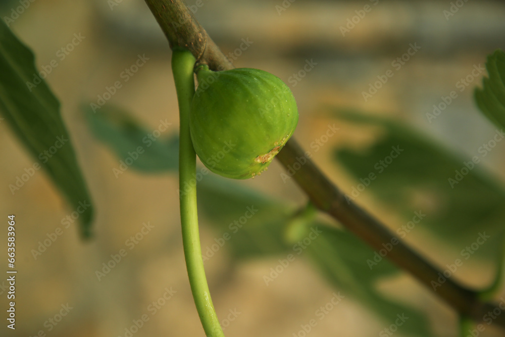 Unripe fig on tree branch in garden, closeup Unripe fig on tree branch in garden, closeup