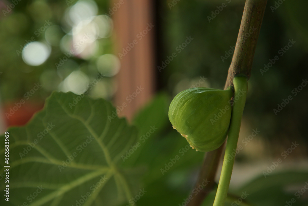 Unripe fig on tree branch, closeup. Space for text Unripe fig on tree branch, closeup. Space for text