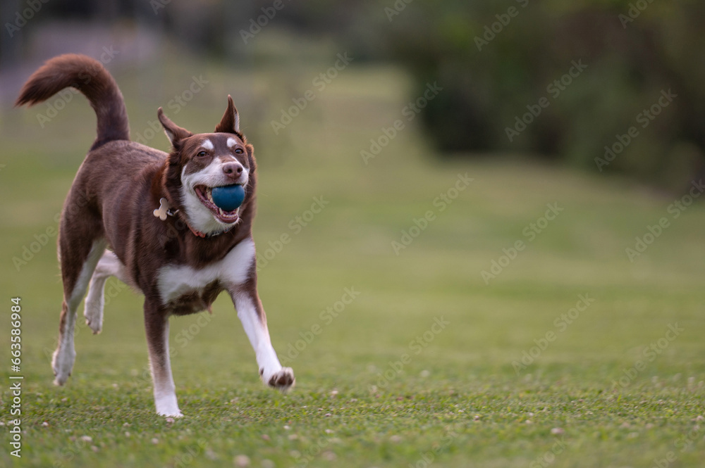 mixed breed dog running with ball in mouth in a grassy park