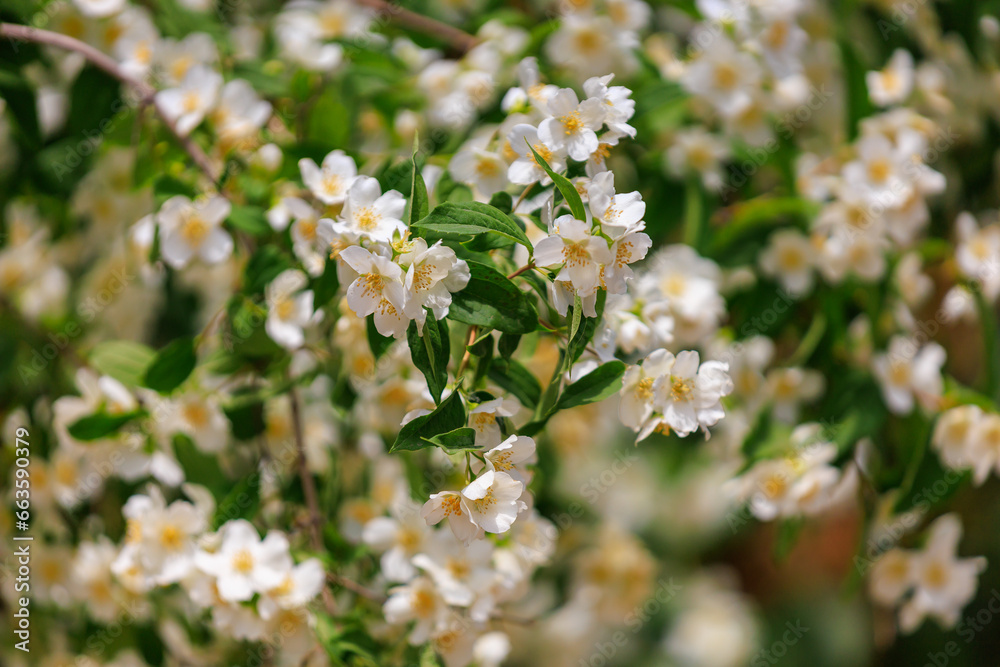 Flowering bushes. Background with selective focus and copy space