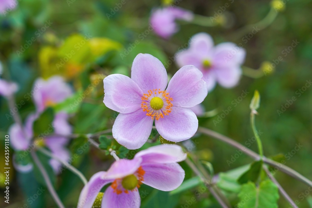 ひっそりと咲く満開の薄紫のシュウメイギクの花