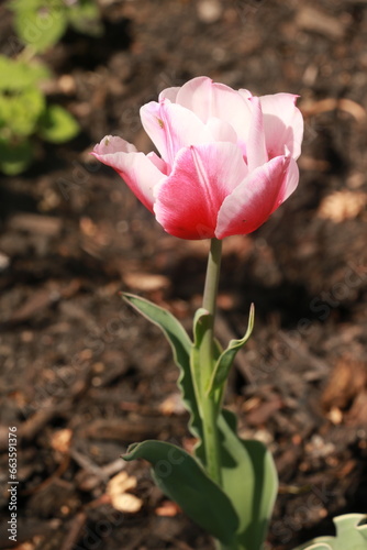 flower  on earth