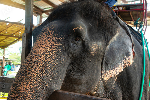Elephant  Close-up portrait with side view of Elephant photo