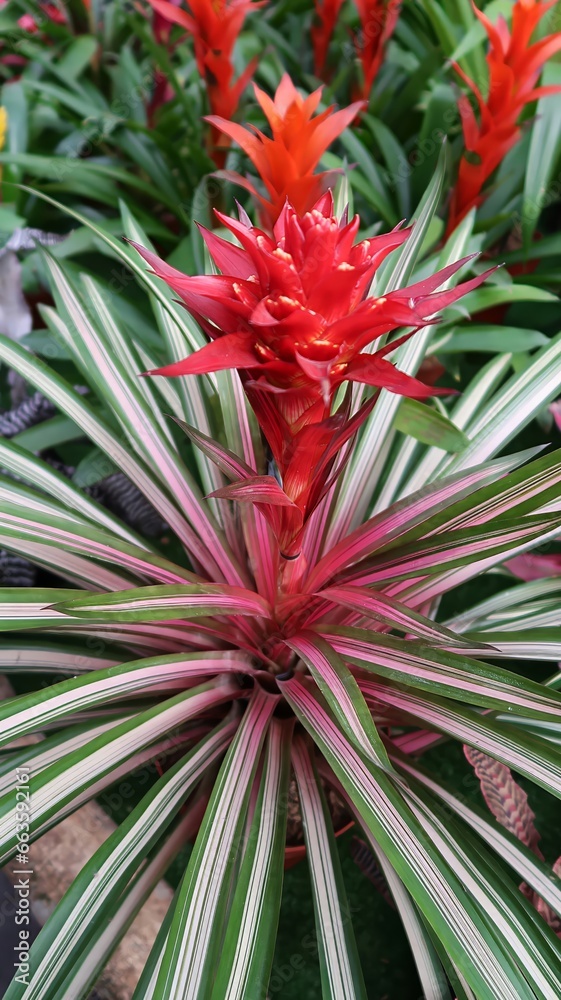Obraz premium The Guzmania Variegata bromeliad is a beautiful plant with red leaves and long, green leaves with a white stripe. The leaves are arranged in a rosette shape, and the plant has a central cup that colle