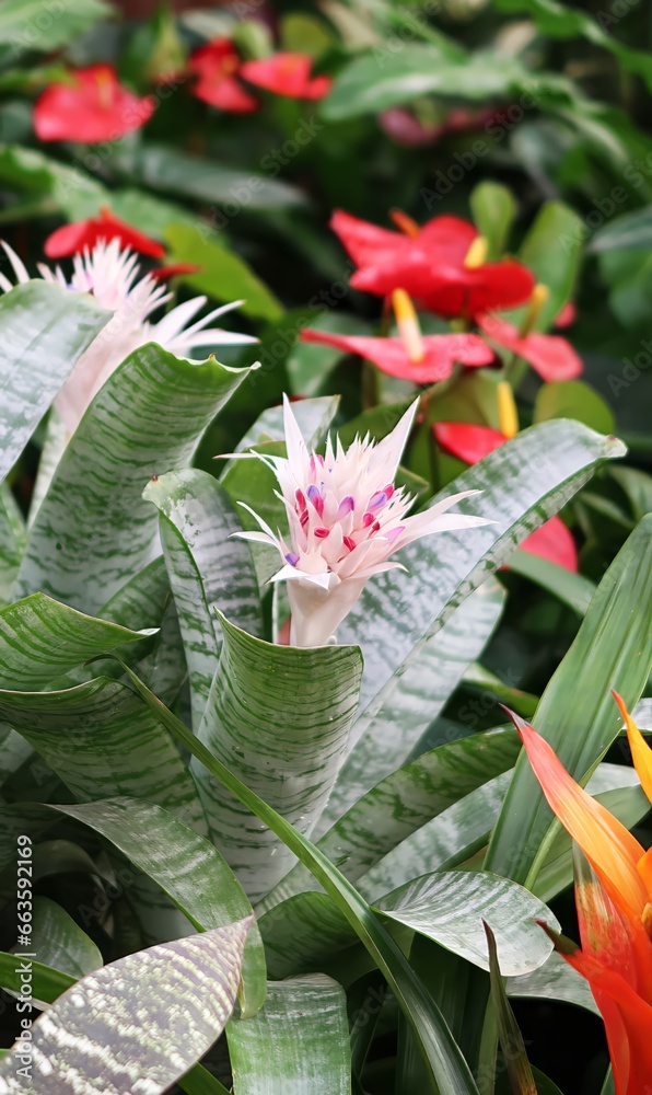 The Aechmea Fasciata bromeliad is a beautiful plant with pastel pink and lilac colors. The plant has long, green leaves with white stripes. The leaves are arranged in a rosette shape, and the plant ha The Aechmea Fasciata bromeliad is a beautiful plant with pastel pink and lilac colors. The plant has long, green leaves with white stripes. The leaves are arranged in a rosette shape, and the plant ha