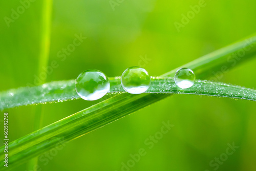 Macro Photo water drops on the green grass.Drops of dew in the morning glow in the sun. Beautiful leaf texture in nature. Fresh Natural background.Macro shot of water droplets on leaves.