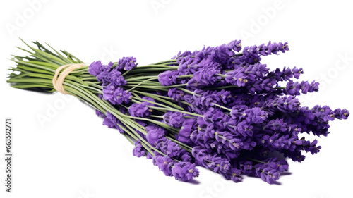 Bundle of lavender, transparent background (PNG)