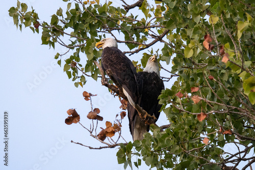 Bald Eagle Pair at White Rock Lake. Dallas, Texas.