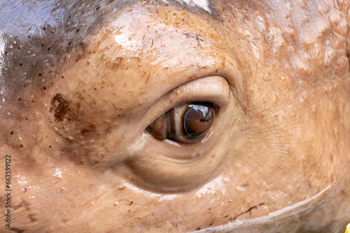 A face with eye of a floating hippopotamus