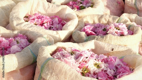 Rose petals in bags. Rose petals harvest for perfume. Plantation and field of roses #663602538