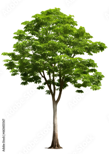 Tree tropical isolated transparent background  PNG file