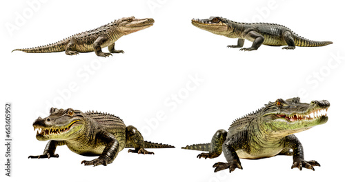 Set of Alligator