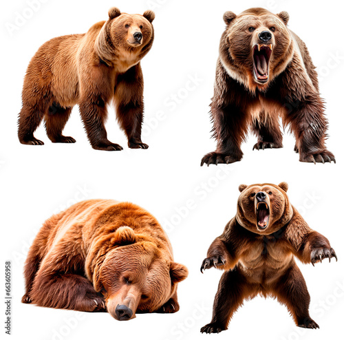 Set of Grizzly (Standing, Roaring, Hibernating, Roaring in two legs)