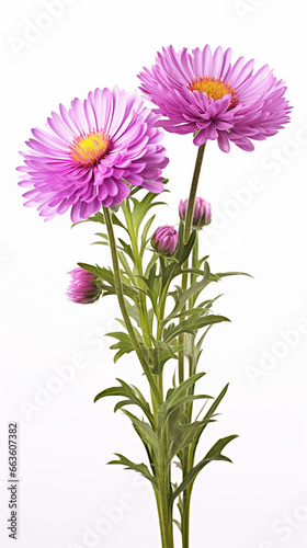 Photo of Aster flower isolated on white background