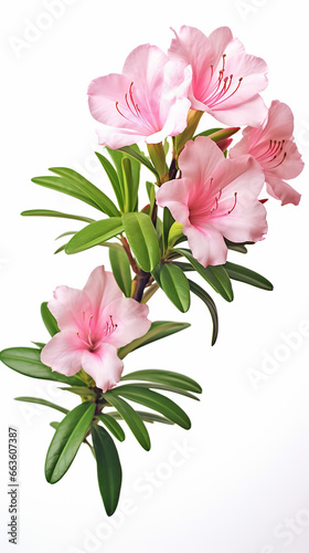 Photo of Azalea flower isolated on white background