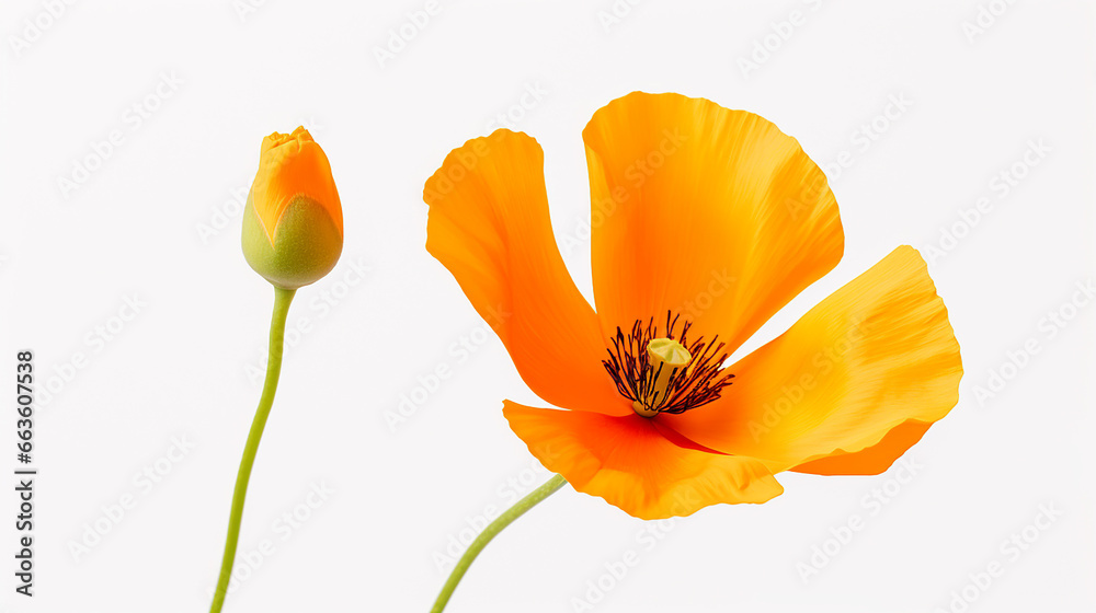 Naklejka premium Photo of Calendula flower isolated on white background