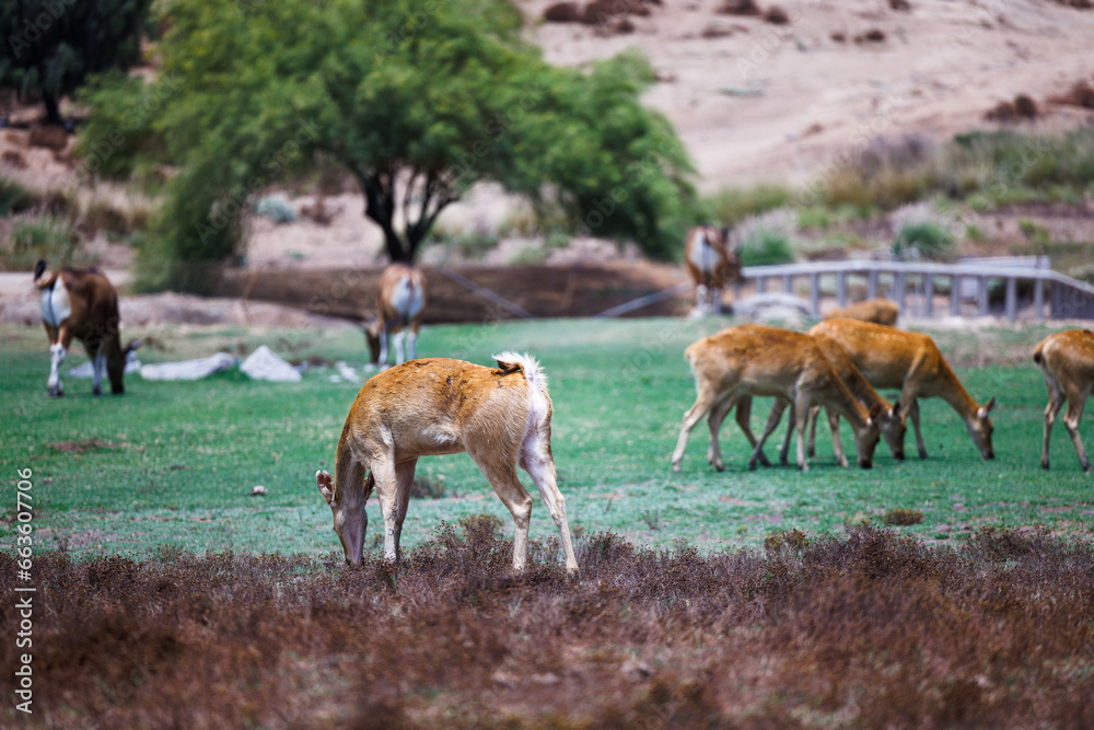 Fototapeta premium african deer grazing on green grass
