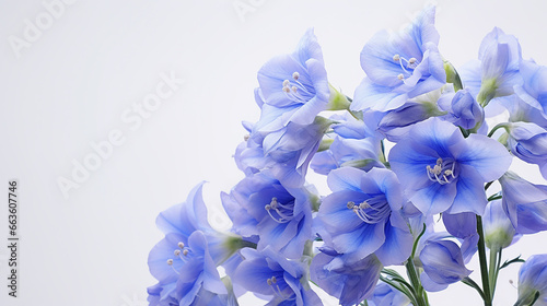 Photo of Delphinium flower isolated on white background photo