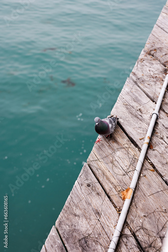 pigeon walking down the pier by the water © Byron Doyle-Zerbo
