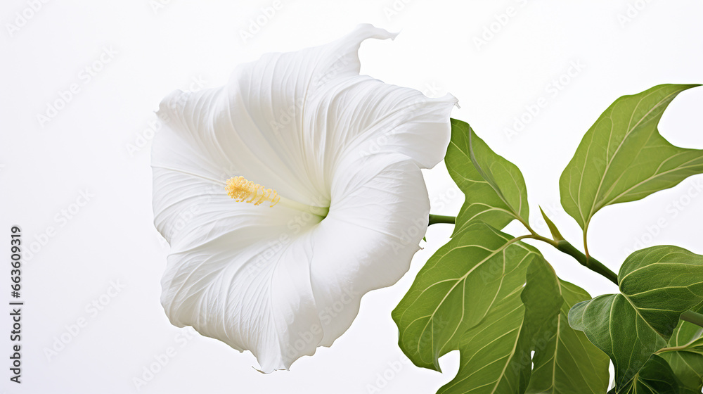 Photo of Moonflower flower isolated on white background