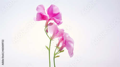 Photo of Sweet Pea flower isolated on white background photo