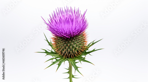 Photo of Thistle flower isolated on white background