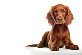 Beautiful Irish Setter Puppy, Red Setter Dog - Generative AI