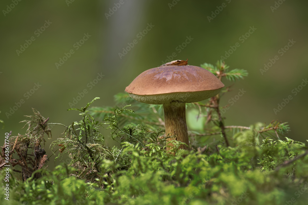 Wild bay bolete mushroom growing on moss in forest Wild bay bolete mushroom growing on moss in forest