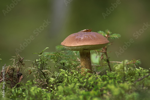 Wild bay bolete mushroom growing on moss in forest