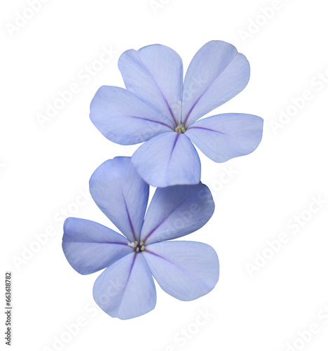White plumbago or Cape leadwort flower. Close up small blue flower bouquet isolated on transparent background.	