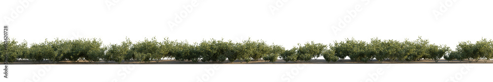 isolated syringa shrub, bushes plant, best use for landscape design. - obrazy, fototapety, plakaty 