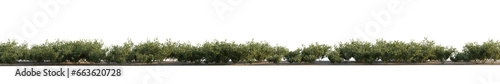Foto isolated syringa shrub, bushes plant, best use for landscape design