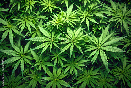 Top view of marijuana leaves.