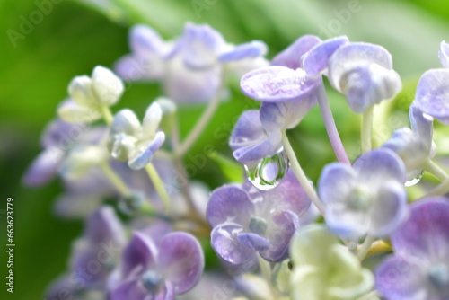 アジサイ あじさい 紫陽花 水滴