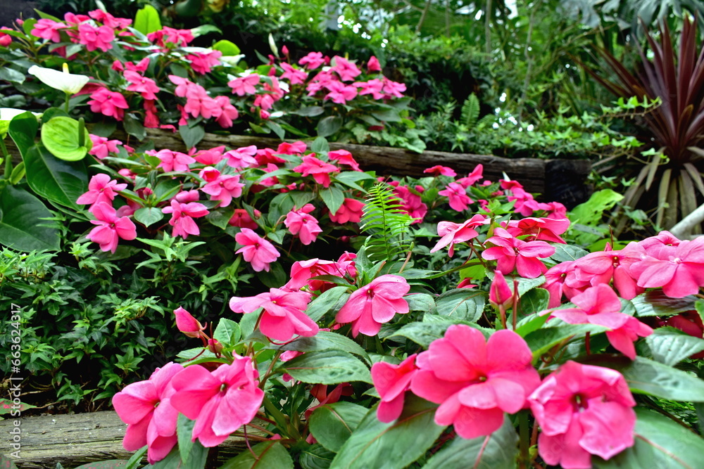 島根　島根県　しまね花の郷