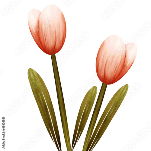 orange tulips is the symbol of Power and inspiration Delivered to add positive energy to life or good encouragement.