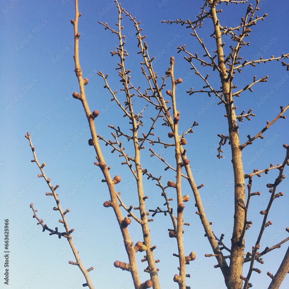 Branch Branch