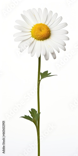 Common daisy isolated on white background. © Md