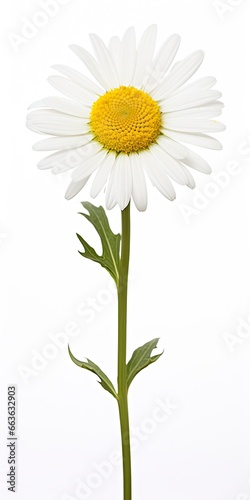 Common daisy isolated on white background.