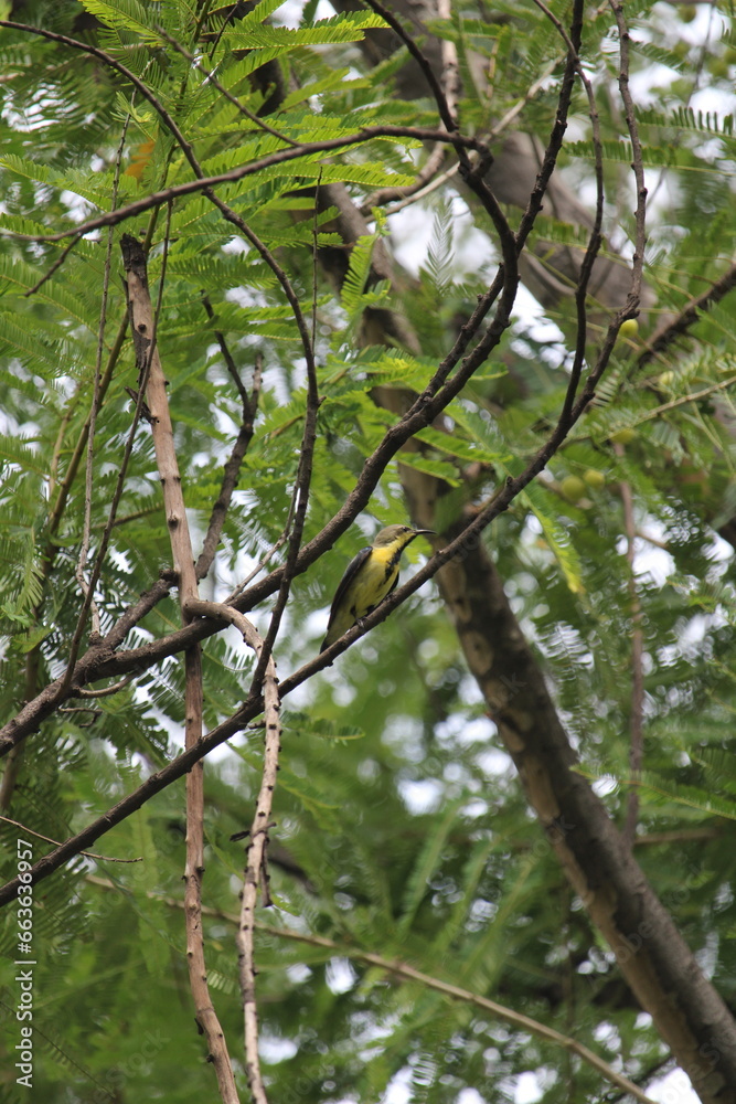 Bird on a Branch