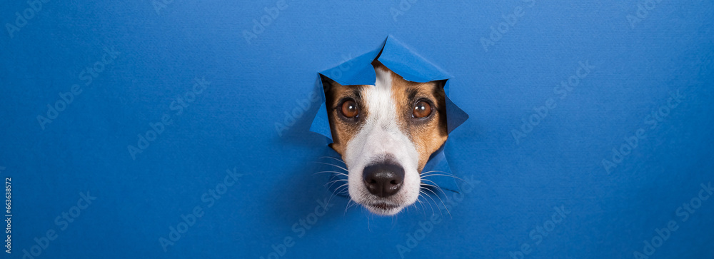 Funny dog jack russell terrier leans out of a hole in a paper blue ...