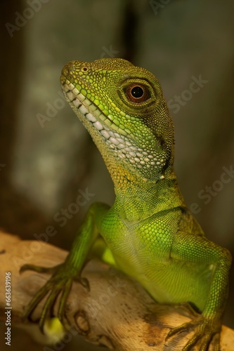 Closeup of green Chinese water dragon lizard , Pysignathus cocincinus, sitting on a tree photo