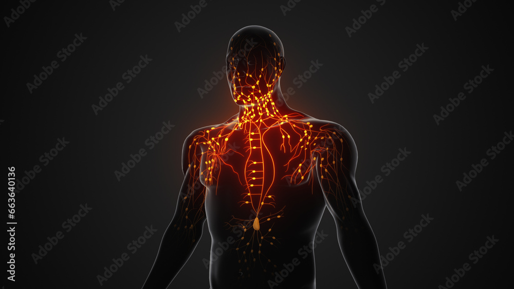 The anatomy of the human lymphatic system The anatomy of the human lymphatic system