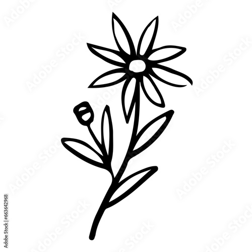 Fototapeta Naklejka Na Ścianę i Meble -  Floral Hand drawn Element