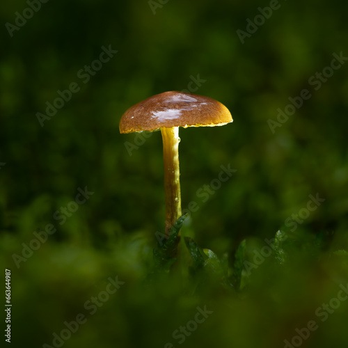 leuchtender Pilz