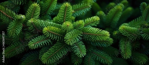 Christmas tree branches on a natural background.